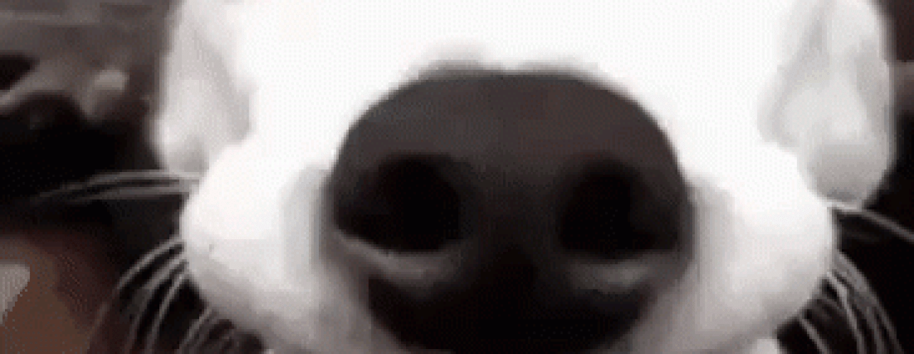 ezgif.com-video-to-gif-6